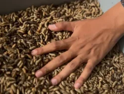 Panen Maggot 30 Kg, Lapas Kelas IIA Cilegon Wujudkan Kemandirian Warga Binaan Lewat Inovasi Ketahanan Pangan