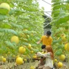 Intip Jadwal Buka Taman Buah Mekarsari & Water Kingdom Mekarsari Pada Libur Lebaran