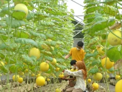 Intip Jadwal Buka Taman Buah Mekarsari & Water Kingdom Mekarsari Pada Libur Lebaran