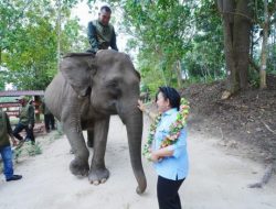 Dukung Pelestarian Gajah Hingga Tanam Pohon, Kapolri-Titiek Soeharto Tinjau TNTN
