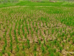 Anggaran Irigasi Jauh dari Kebutuhan, KNPI Jasinga Desak Pemkab Bogor Bertindak Cepat