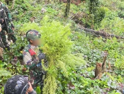 Satgas Swasembada Berhasil Ungkap Ladang Ganja di Pegunungan Bintang, Puluhan Tanaman Siap Panen Diamankan