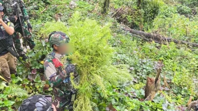 Satgas Swasembada Berhasil Ungkap Ladang Ganja di Pegunungan Bintang, Puluhan Tanaman Siap Panen Diamankan