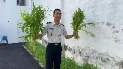Panen Kangkung di Lahan Terbatas, Rutan Surakarta Wujudkan Ketahanan Pangan Berkelanjutan