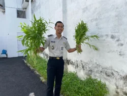 Panen Kangkung di Lahan Terbatas, Rutan Surakarta Wujudkan Ketahanan Pangan Berkelanjutan