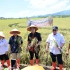 Kolaborasi Pemda Jepara – BRIN – PGN Hasilkan 176 Ton Gabah, Panen Biosalin Jepara Lampaui Target