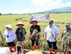 Kolaborasi Pemda Jepara – BRIN – PGN Hasilkan 176 Ton Gabah, Panen Biosalin Jepara Lampaui Target