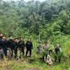 Operasi Gabungan Polda Sumsel Bongkar Ladang Ganja 20 Hektar di Empat Lawang, 220 Kg Ganja dan Bandar Utama Ditangkap