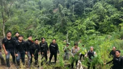 Operasi Gabungan Polda Sumsel Bongkar Ladang Ganja 20 Hektar di Empat Lawang, 220 Kg Ganja dan Bandar Utama Ditangkap