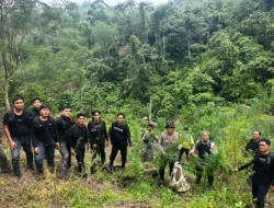 Operasi Gabungan Polda Sumsel Bongkar Ladang Ganja 20 Hektar di Empat Lawang, 220 Kg Ganja dan Bandar Utama Ditangkap