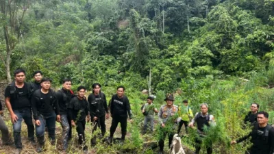 Operasi Gabungan Polda Sumsel Bongkar Ladang Ganja 20 Hektar di Empat Lawang, 220 Kg Ganja dan Bandar Utama Ditangkap