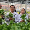 Greenhouse SPPG Palmerah Panen Sawi dan Nila Untuk Menu Bergizi 2.529 Penerima Manfaat