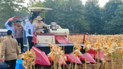 Panen Raya di Tuban, Presiden Prabowo Apresiasi Peran Polri Wujudkan Ketahanan Pangan Nasional