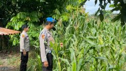 Dukung Ketahanan Pangan, Polsek Kawasan Pelabuhan Polresta Pekanbaru Pastikan Pertumbuhan Tongkol Jagung Optimal 
