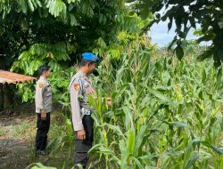 Dukung Ketahanan Pangan, Polsek Kawasan Pelabuhan Polresta Pekanbaru Pastikan Pertumbuhan Tongkol Jagung Optimal 