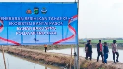 Ditpolairud Polda Metro Jaya Tebar 300 Ribu Benih Udang Windu di Muaragembong Bekasi