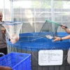 Polda Metro Jaya dan Polres Jakbar Panen 219 Kg Ikan Nila di Greenhouse Palmerah