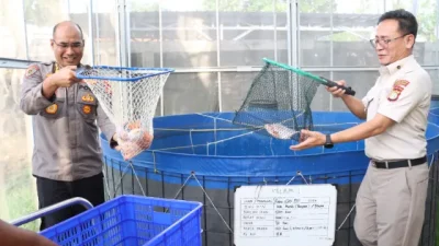 Polda Metro Jaya dan Polres Jakbar Panen 219 Kg Ikan Nila di Greenhouse Palmerah