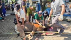 Masjid Ar-Rahmah Duta Mekar Asri Cileungsi Sembelih 10 Sapi dan 23 Kambing
