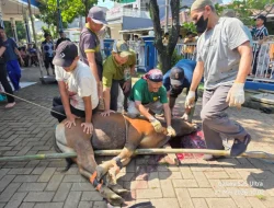 Masjid Ar-Rahmah Duta Mekar Asri Cileungsi Sembelih 10 Sapi dan 23 Kambing