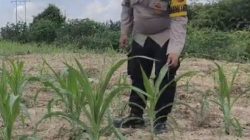 Kawal Ketahanan Pangan, Bhabinkamtibmas Polsek Rantau Kopar Cek Perkembangan Tanaman Jagung Pipil