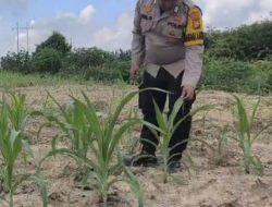 Kawal Ketahanan Pangan, Bhabinkamtibmas Polsek Rantau Kopar Cek Perkembangan Tanaman Jagung Pipil