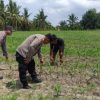 Polsek Tanah Putih Cek Perkembangan Jagung Ketahanan Pangan di Cempedak Rahuk
