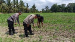 Polsek Tanah Putih Cek Perkembangan Jagung Ketahanan Pangan di Cempedak Rahuk