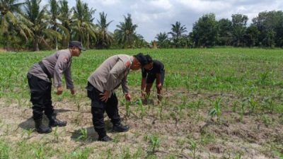 Polsek Tanah Putih Cek Perkembangan Jagung Ketahanan Pangan di Cempedak Rahuk
