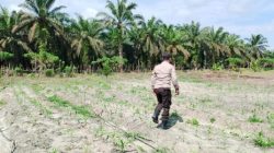 Kapolsek Kerumutan Pastikan Lahan Jagung Program Ketahanan Pangan Siap Panen September