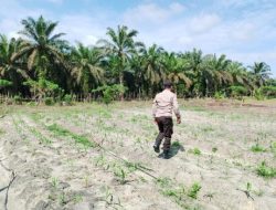 Kapolsek Kerumutan Pastikan Lahan Jagung Program Ketahanan Pangan Siap Panen September