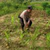 Polri Hadir untuk Petani, Bhabinkamtibmas Rantau Kopar Cek Ketahanan Pangan Jagung