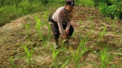 Polri Hadir untuk Petani, Bhabinkamtibmas Rantau Kopar Cek Ketahanan Pangan Jagung