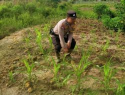Polri Hadir untuk Petani, Bhabinkamtibmas Rantau Kopar Cek Ketahanan Pangan Jagung