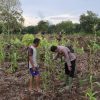 Polsek Teluk Meranti Monitoring Program Ketahanan Pangan Jagung di Pulau Muda