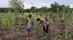 Polsek Teluk Meranti Monitoring Program Ketahanan Pangan Jagung di Pulau Muda