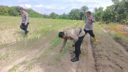 Dukung Ketahanan Pangan, Polsek Tanah Putih Cek Tanaman Jagung Pipil di Lahan Ketapang Ujung Tanjung
