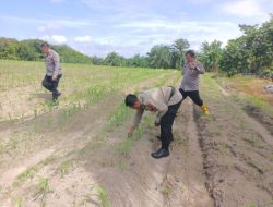 Dukung Ketahanan Pangan, Polsek Tanah Putih Cek Tanaman Jagung Pipil di Lahan Ketapang Ujung Tanjung
