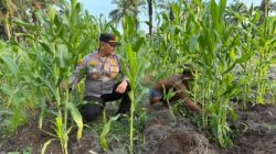 Dukung Ketahanan Pangan, Polsek Pujud Cek Perkembangan Jagung Pipil di Perkebunan PT SPM