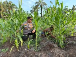 Dukung Ketahanan Pangan, Polsek Pujud Cek Perkembangan Jagung Pipil di Perkebunan PT SPM