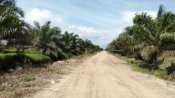 Novermal Soroti Harga TBS di Pessel, Nilai Pemda Belum Maksimal Awasi Harga Sawit