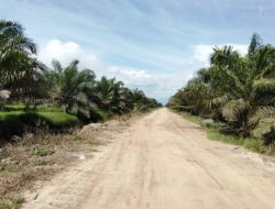 Novermal Soroti Harga TBS di Pessel, Nilai Pemda Belum Maksimal Awasi Harga Sawit