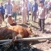 Kapolda Riau dan Kapolres Rohil Salurkan Hewan Qurban untuk Masyarakat Panipahan dan Rantau Kopar