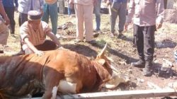 Kapolda Riau dan Kapolres Rohil Salurkan Hewan Qurban untuk Masyarakat Panipahan dan Rantau Kopar