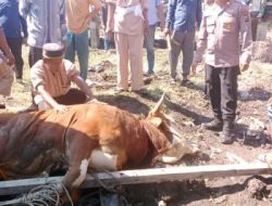 Kapolda Riau dan Kapolres Rohil Salurkan Hewan Qurban untuk Masyarakat Panipahan dan Rantau Kopar