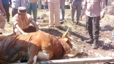 Kapolda Riau dan Kapolres Rohil Salurkan Hewan Qurban untuk Masyarakat Panipahan dan Rantau Kopar