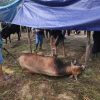 Kapolri dan Kapolda Riau Berkurban di Ponpes UAS, Daging Disalurkan ke Masyarakat Pinggiran Kota