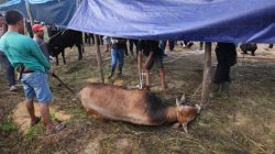 Kapolri dan Kapolda Riau Berkurban di Ponpes UAS, Daging Disalurkan ke Masyarakat Pinggiran Kota