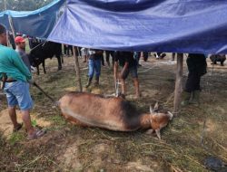 Kapolri dan Kapolda Riau Berkurban di Ponpes UAS, Daging Disalurkan ke Masyarakat Pinggiran Kota