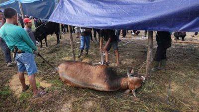 Kapolri dan Kapolda Riau Berkurban di Ponpes UAS, Daging Disalurkan ke Masyarakat Pinggiran Kota